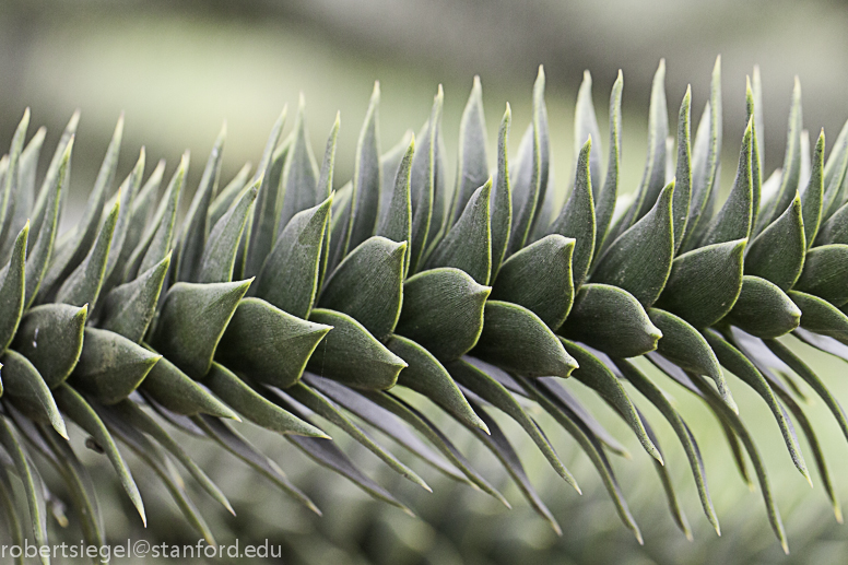 monkey puzzle